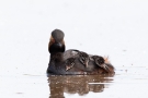 Schwarzhalstaucher (Podiceps nigricollis)  mit Küken