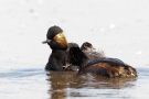 Schwarzhalstaucher (Podiceps nigricollis)  mit Küken