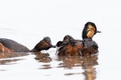 Schwarzhalstaucher (Podiceps nigricollis)  mit Küken