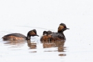 Schwarzhalstaucher (Podiceps nigricollis)  mit Küken