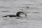 Prachttaucher (Gavia arctica) mit Beutefisch im Wiebachteich