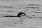 Prachttaucher (Gavia arctica)  mit Beutefisch im Wiebachteich