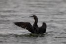 Prachttaucher (Gavia arctica)  im Wiebachteich