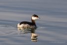 Ohrentaucher (Podiceps auritus) im Blausteinsee