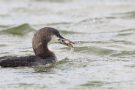 Prachttaucher (Gavia arctica)  mit Molch im Wiebachteich