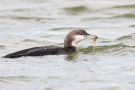 Prachttaucher (Gavia arctica)  mit Molch im Wiebachteich