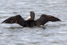 Prachttaucher (Gavia arctica)  im Wiebachteich