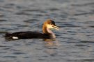 Prachttaucher (Gavia arctica)  im Wiebachteich