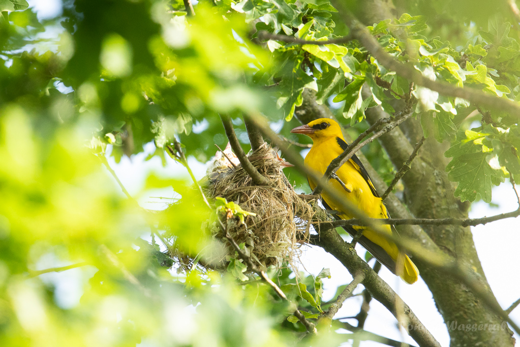 Pirol-Männchen am Nest