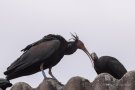 Waldrapp (Geronticus eremita)