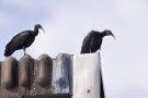 Waldrapp (Geronticus eremita)