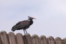 Waldrapp (Geronticus eremita)