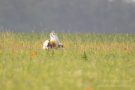 Sobald ein Weibchen in Sicht ist, machen die Männchen männchen...