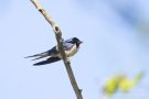 0290_R5W_8575_RauchschwalbeOchsenmoor