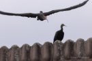 Waldrapp (Geronticus eremita)