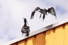Waldrapp (Geronticus eremita)