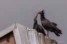 Waldrapp (Geronticus eremita)