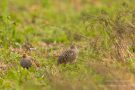 Rebhuhnpärchen (Hahn links, Henne rechts)