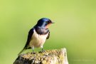 Rauchschwalbe (Hirundo rustica)