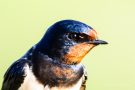 Rauchschwalbe (Hirundo rustica)