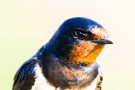 Rauchschwalbe (Hirundo rustica)