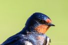 Rauchschwalbe (Hirundo rustica)