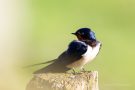 Rauchschwalbe (Hirundo rustica)