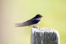 Rauchschwalbe (Hirundo rustica)