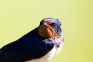 Rauchschwalbe (Hirundo rustica)