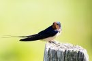 Rauchschwalbe (Hirundo rustica)