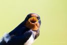 Rauchschwalbe (Hirundo rustica)