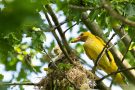 Pirol-Weibchen mit Futter am Nest