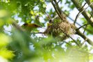 Pirol-Weibchen am Nest