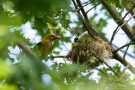 Pirol-Weibchen am Nest