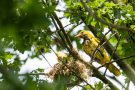 Pirol-Weibchen am Nest