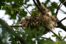 Pirol-Nest mit Küken