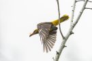 Pirol mit Insekt beim Abflug