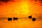 Abendruhe am De Wittsee