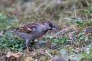 Haussperling (Passer domesticus)