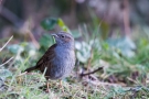 Heckenbraunelle (Prunella modularis)