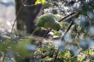 Halsbandsittich (Psittacula krameri) im Hofgarten Düsseldorf