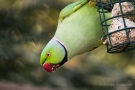 Halsbandsittich (Psittacula krameri) im Hofgarten Düsseldorf