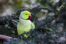 Halsbandsittich (Psittacula krameri) im Hofgarten Düsseldorf