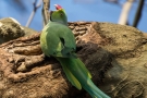 Halsbandsittich (Psittacula krameri) im Hofgarten Düsseldorf