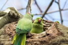 Halsbandsittich (Psittacula krameri) im Hofgarten Düsseldorf