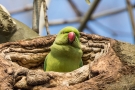 Halsbandsittich (Psittacula krameri) im Hofgarten Düsseldorf