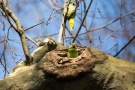 Halsbandsittich (Psittacula krameri) im Hofgarten Düsseldorf