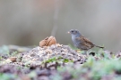 Heckenbraunelle (Prunella modularis)