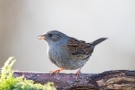 Heckenbraunelle (Prunella modularis)