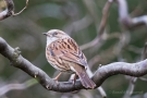 Heckenbraunelle (Prunella modularis)